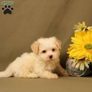 Elliot, Maltipoo Puppy